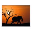 3660141890846-Cadre de décoration plexi/alu - 61 x 81 cm - Elephant-Avant-0