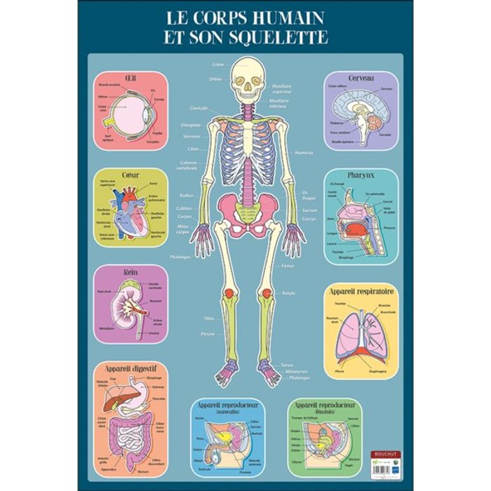 3592930008746-Bouchut - Poster pédagogique effaçable - 52 x 76 cm - Squelette humain--0