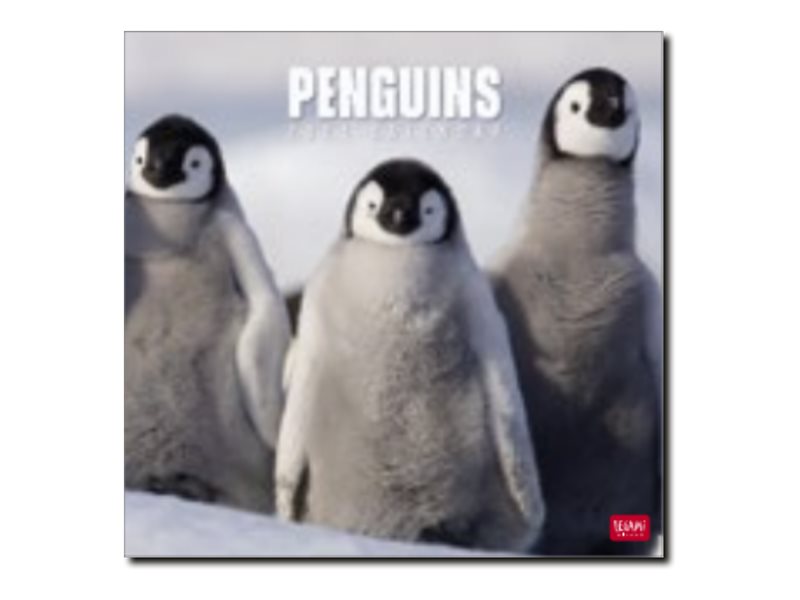 Legami Photo Collection - Calendrier 2024 - 30 x 29 cm - pingouins Pas